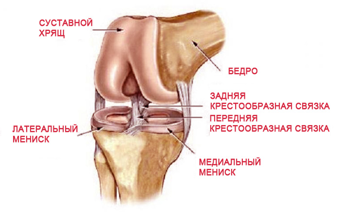 Колено