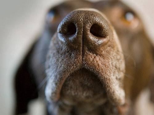 Будут ли собак использовать для диагностики рака?