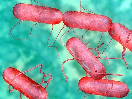 Создана первая вакцина от сальмонеллеза для перорального приема