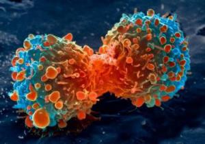 Биологи раскрыли тайну неуправляемого деления раковых клеток
