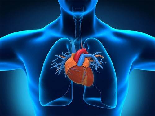 Ученые нашли молекулу, сдерживающую чрезмерный рост сердца