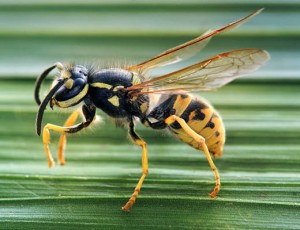 Укус осы или пчелы: что делать?