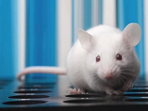 Прогрессирование болезни Хантингтона у мышей удалось остановить на полгода
