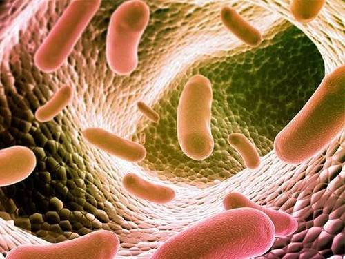 В возникновении возрастной макулодистрофии обвинили микробиом