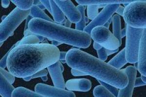 Устойчивость бактерий к антибиотикам – древнее явление