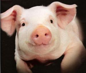 В ближайшем будущем людям начнут пересаживать сердца свиней, — ученые