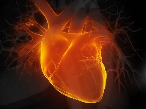 Ученые работают над регенерацией тканей сердца