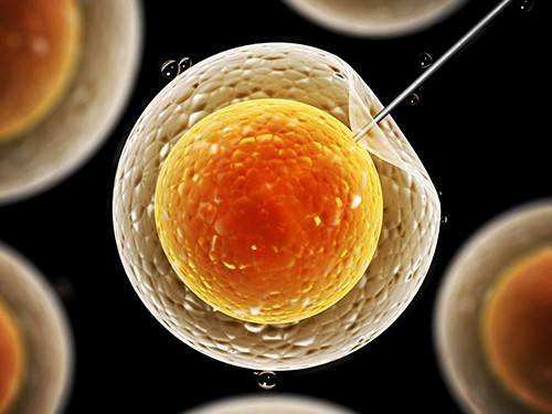 Редактированием геномов человеческих эмбрионов займутся в Швеции