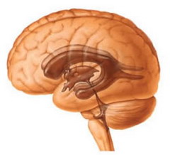 Киста головного мозга – полое образование в структурах головного мозга 