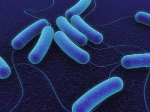 Бактерии: мир внутри нас