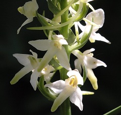 Любка двулистная - многолетнее травянистое растение семейства Орхидных